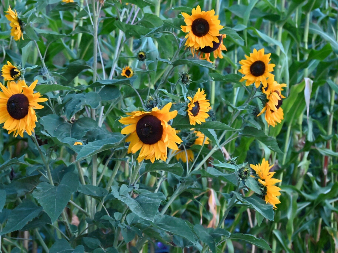 Farmhouse Inn At Robinson Farm主图