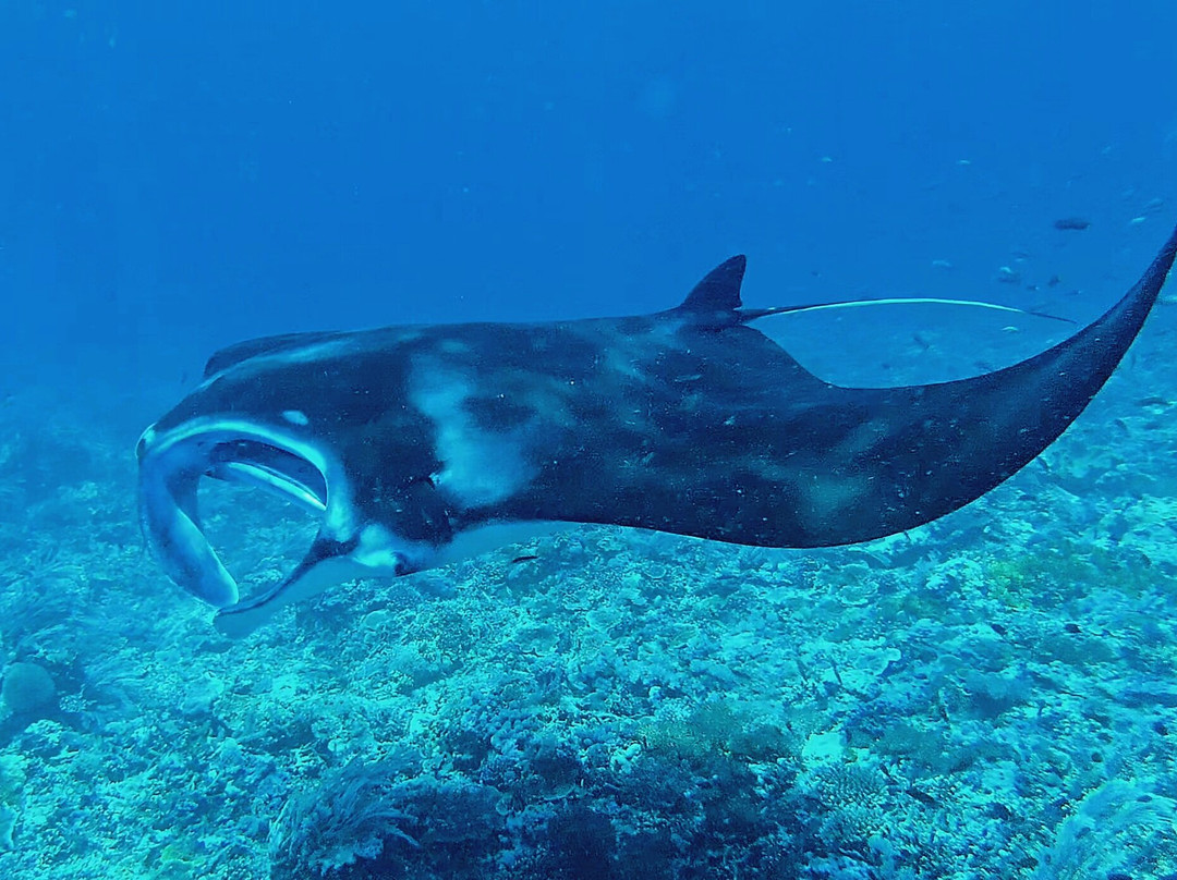 Scuba Junkie Komodo-Labuan Bajo必去景点