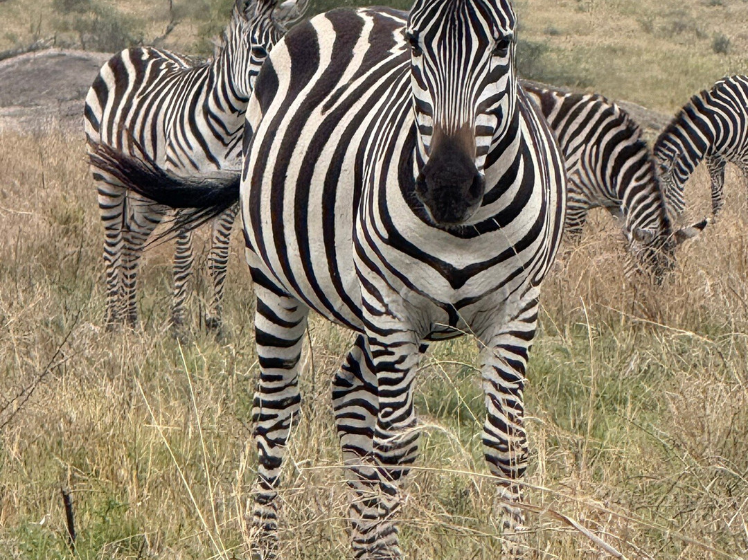 Nature Responsible Safari-阿鲁沙必去景点