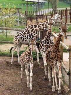 Safari Lodges At West Midlands Safari Park-酒店景观