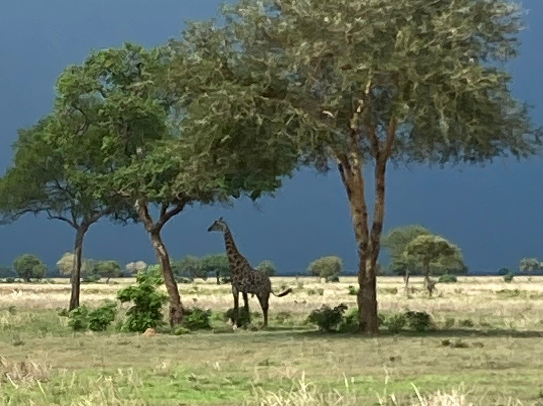 Martins Safaris-米库米国家公园必去景点