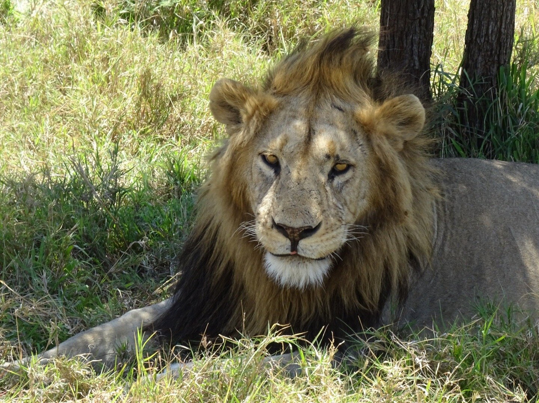易捷旅游-一日游-阿鲁沙必去景点