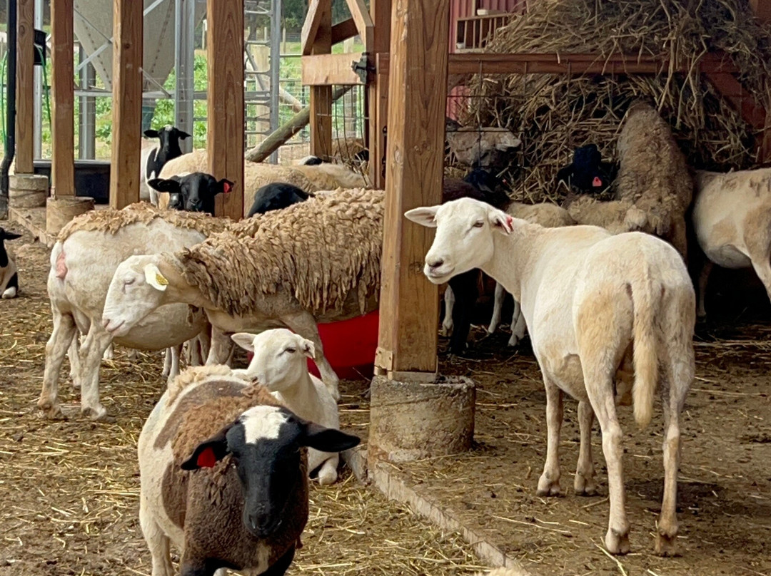 Cress Creeks Farm And Corn Maze-Ellijay必去景点