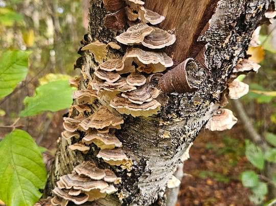 Witchwood Tours-塞勒姆必去景点