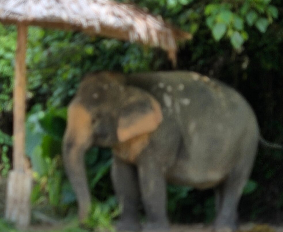 Hidden Forest Elephant Reserve-查龙必去景点
