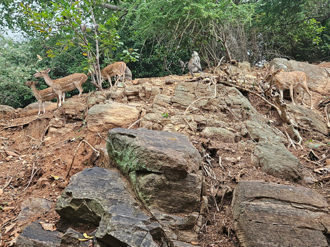 Lanka Budget Tours-康提必去景点