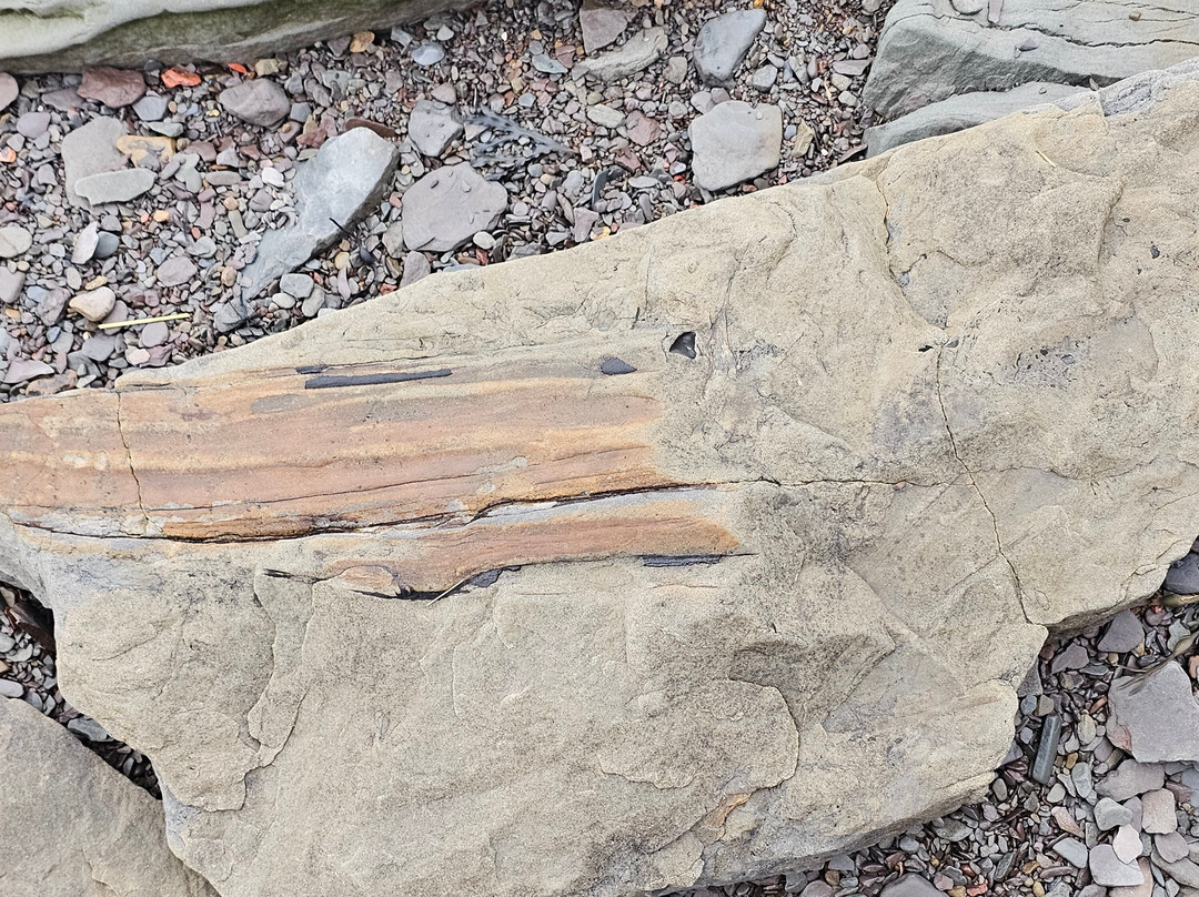 Joggins Fossil Cliffs And Centre-Joggins必去景点