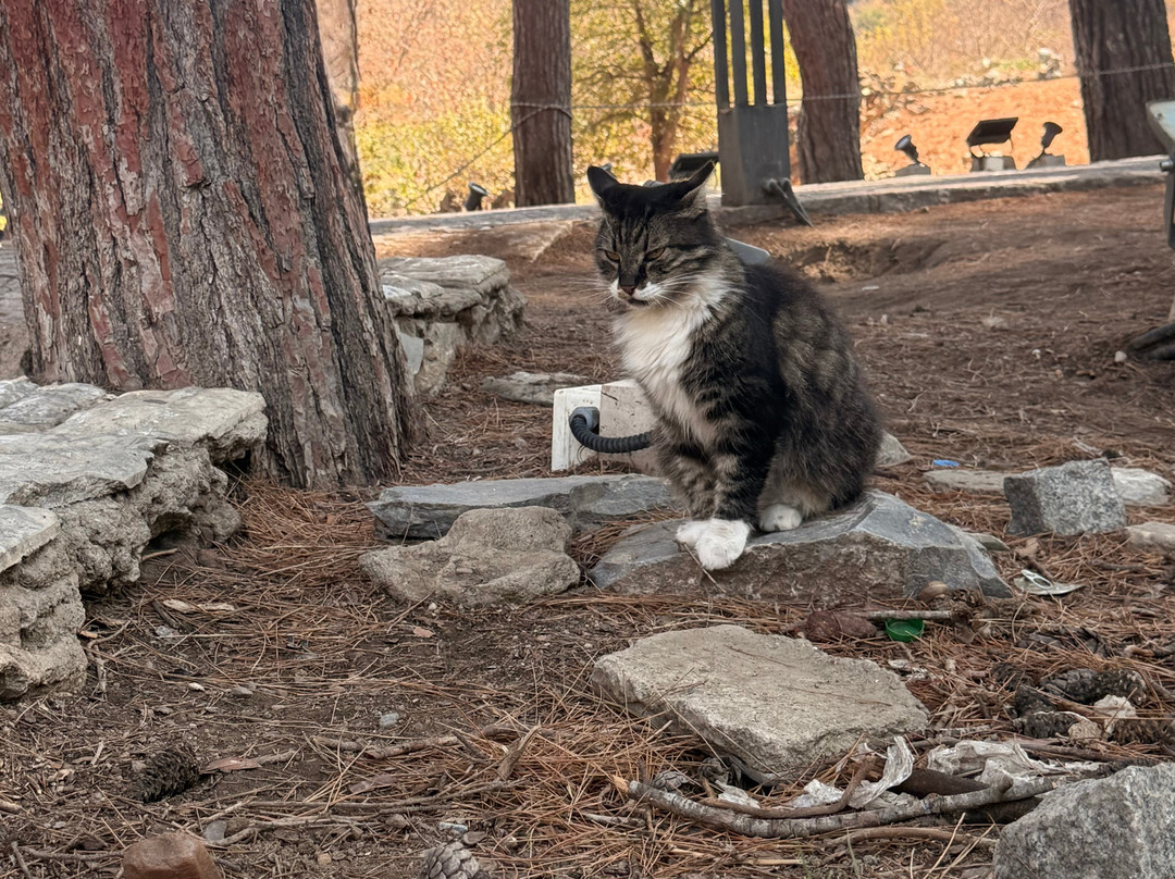 Kusadasi Taxi Port-Yucel Taxi-库萨达斯必去景点