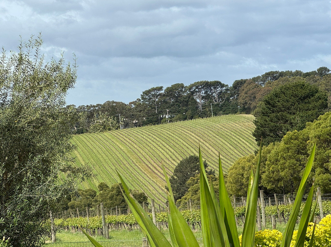 T'Gallant Vineyard-Main Ridge必去景点