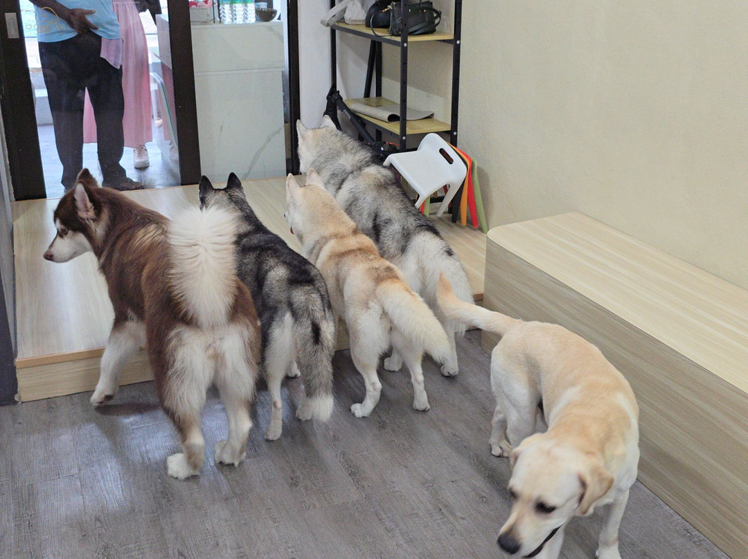 Hahahusky-马六甲必去景点