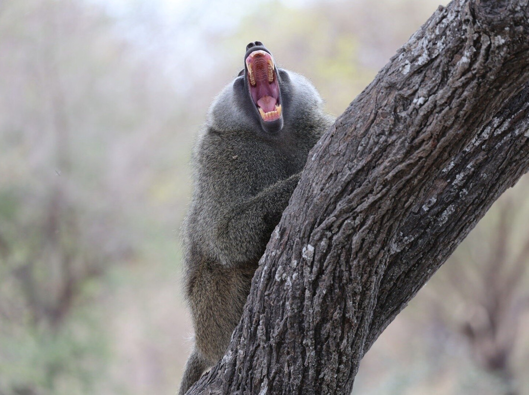 Roy Safaris-阿鲁沙必去景点