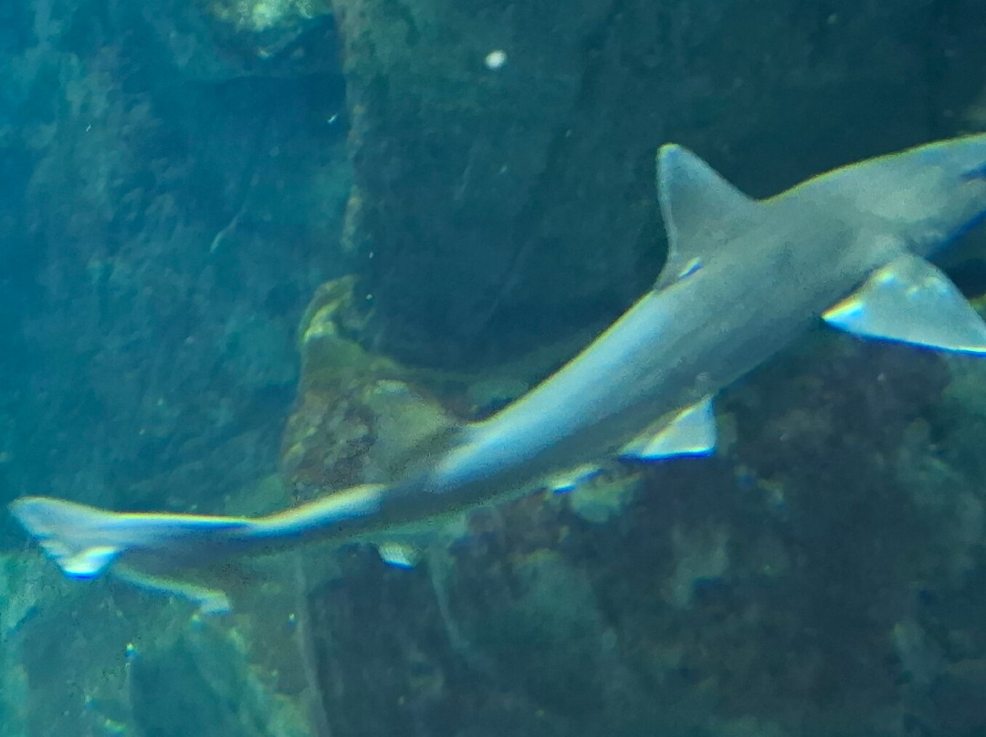 Aquario da Madeira-莫尼什港必去景点