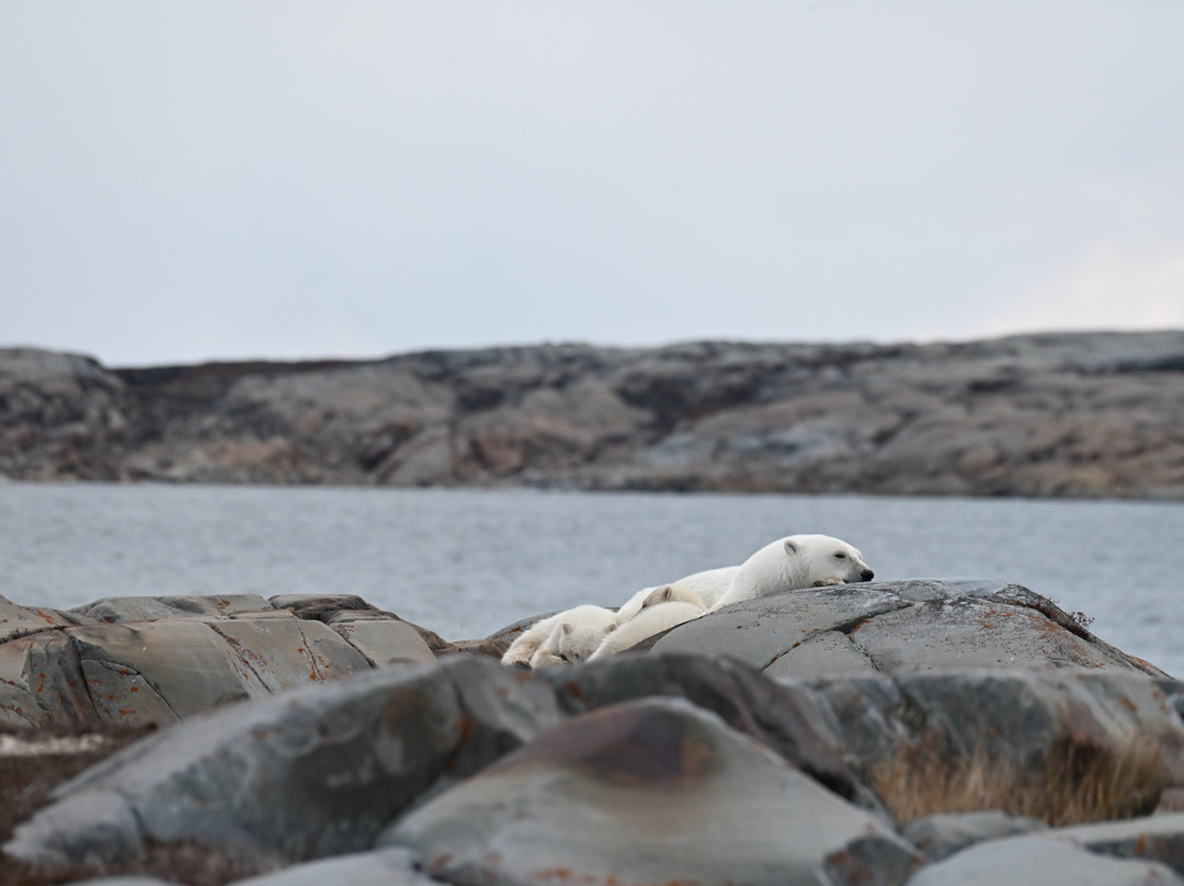 Discover Churchill Tours-丘吉尔必去景点