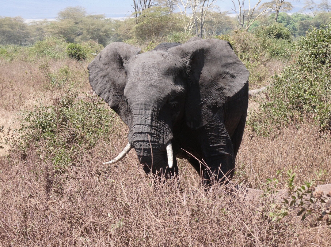 The Tanzanite Experience-阿鲁沙必去景点