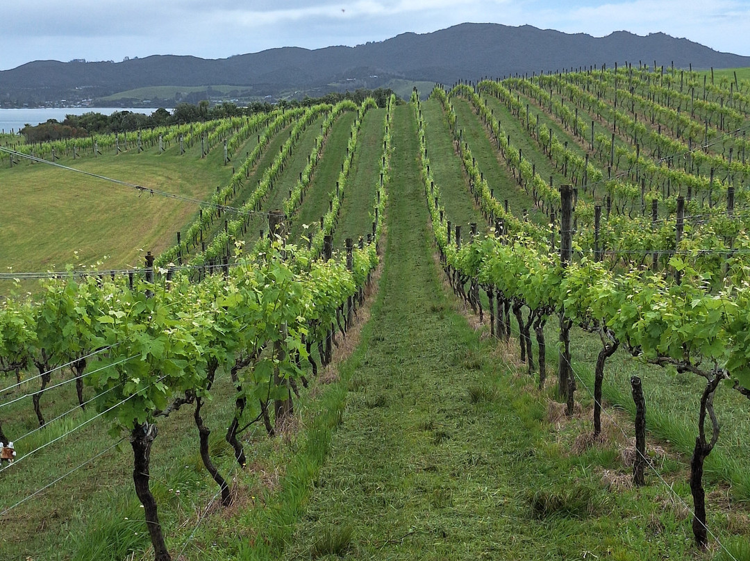 Dancing Petrel-Mangonui必去景点