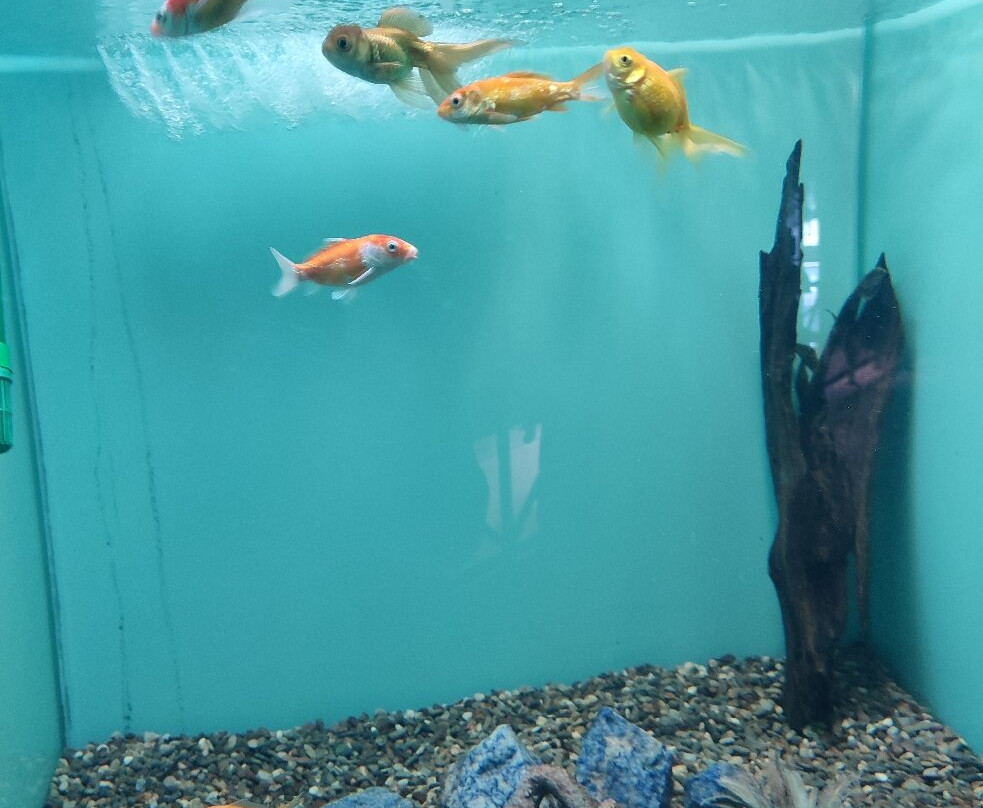 Kastoria Aquarium-卡斯托里亚必去景点