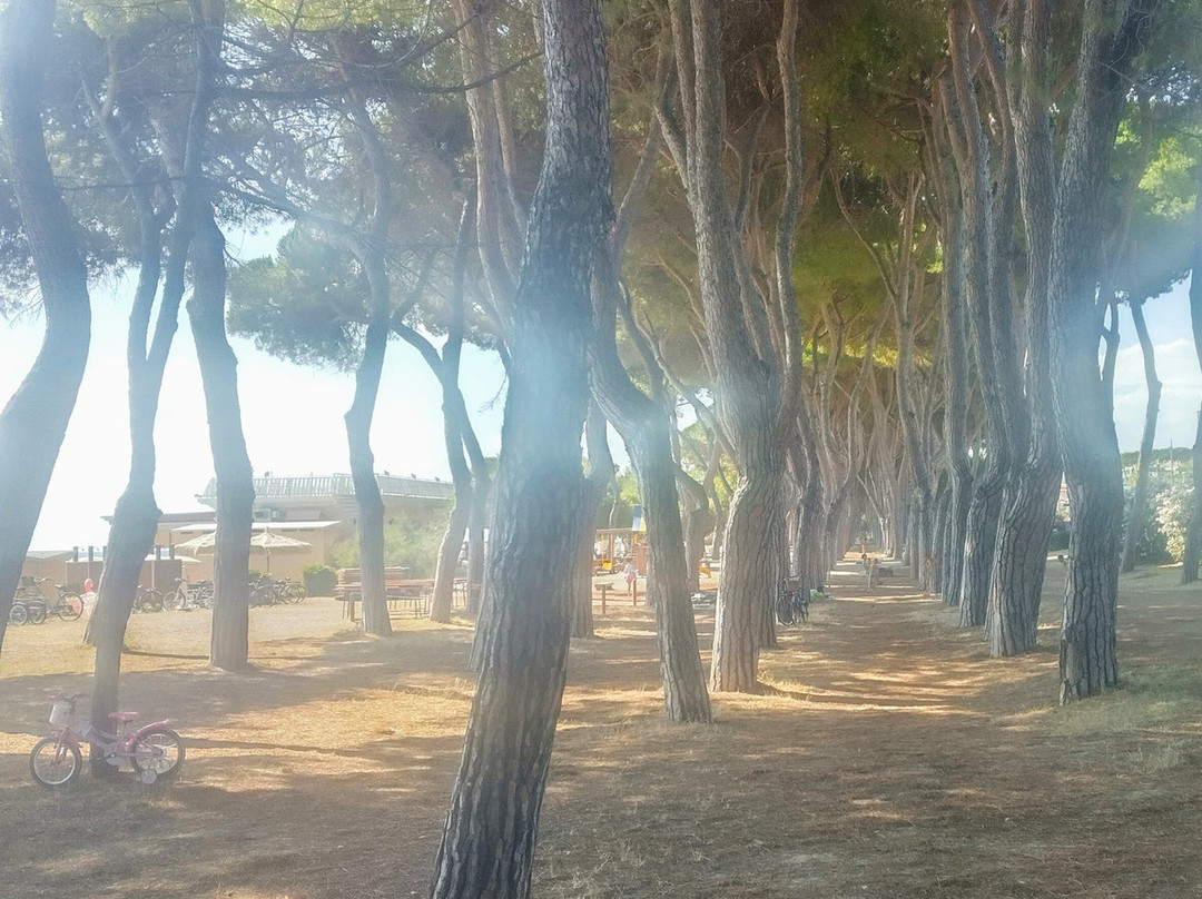 Pineta di Pineto-Pineto必去景点