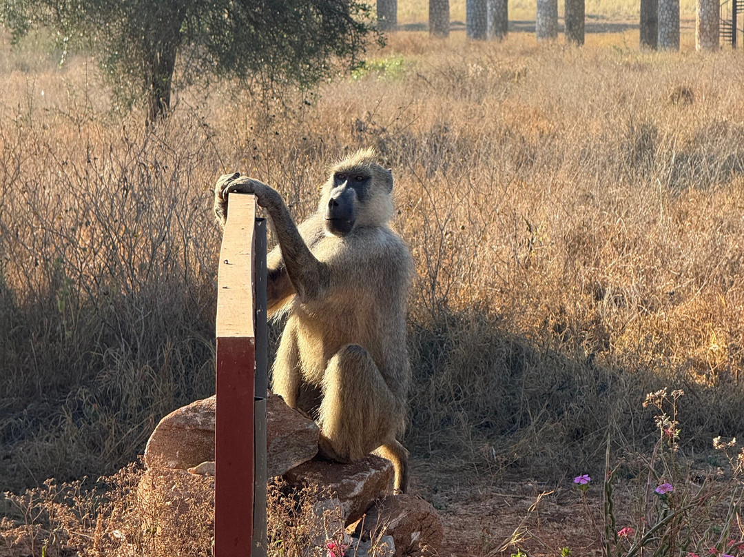 Kenya Safaris con Beka Day Tours-瓦塔木必去景点