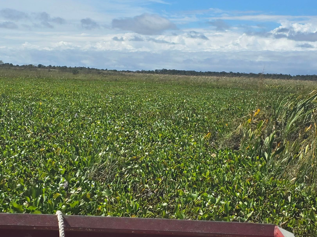 New Orleans Airboat Tours-Marrero必去景点