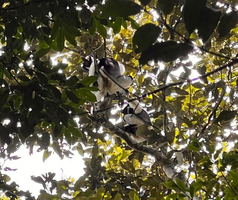 Analamazaotra Special Reserve-昂达西贝必去景点