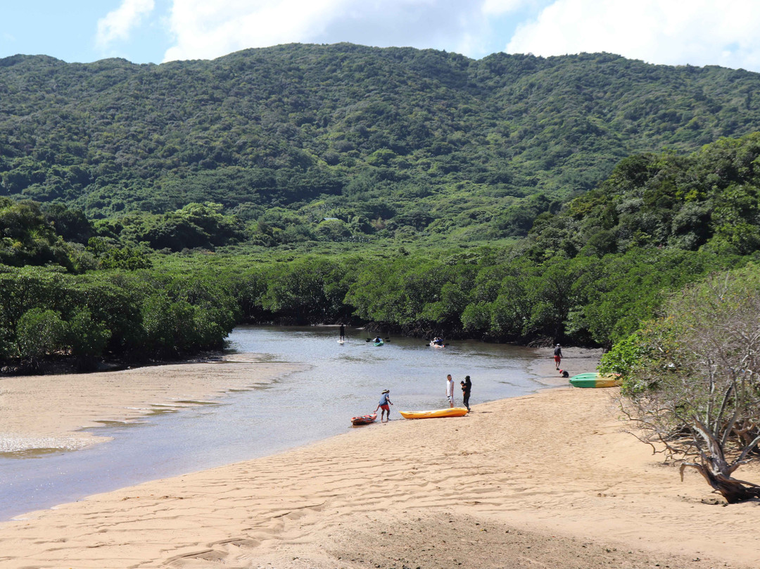 Rhizophoraceae Plant Community of Fukidogawa River-石垣市必去景点