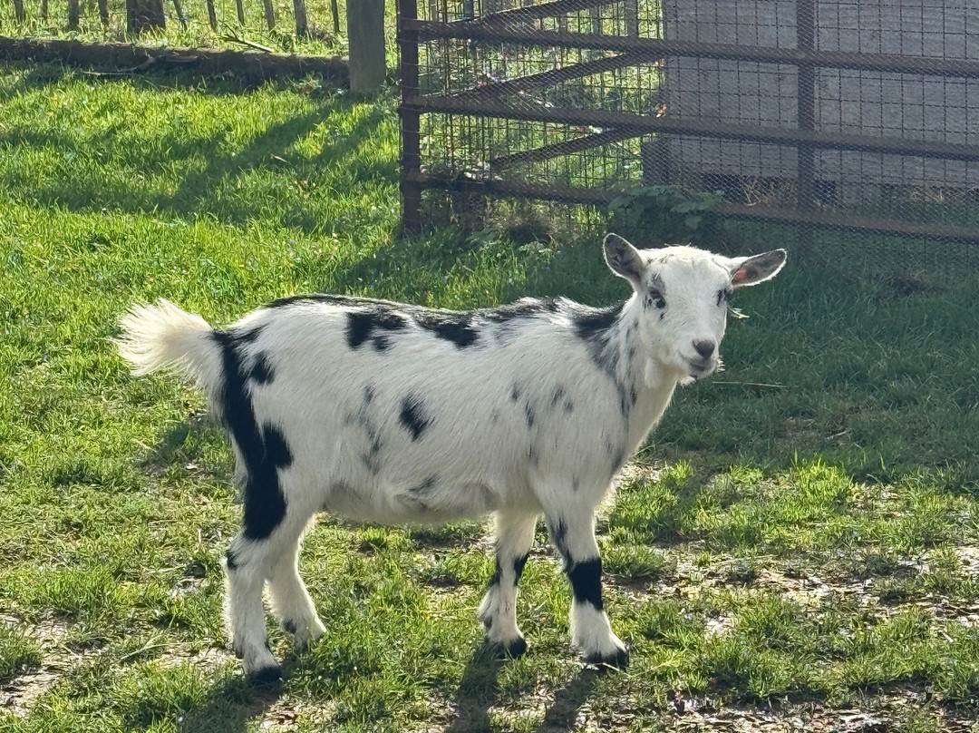 All Things Alpaca Ltd-切姆斯福德必去景点