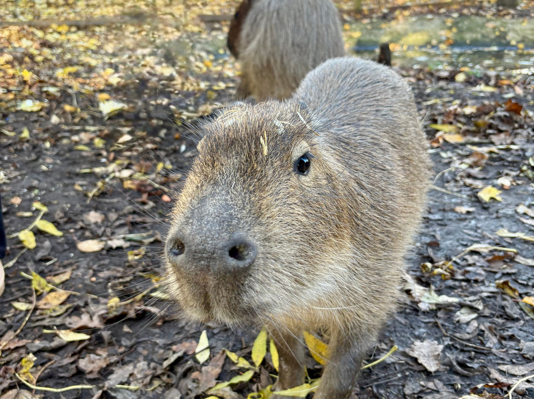 Reaseheath Mini Zoo-Nantwich必去景点