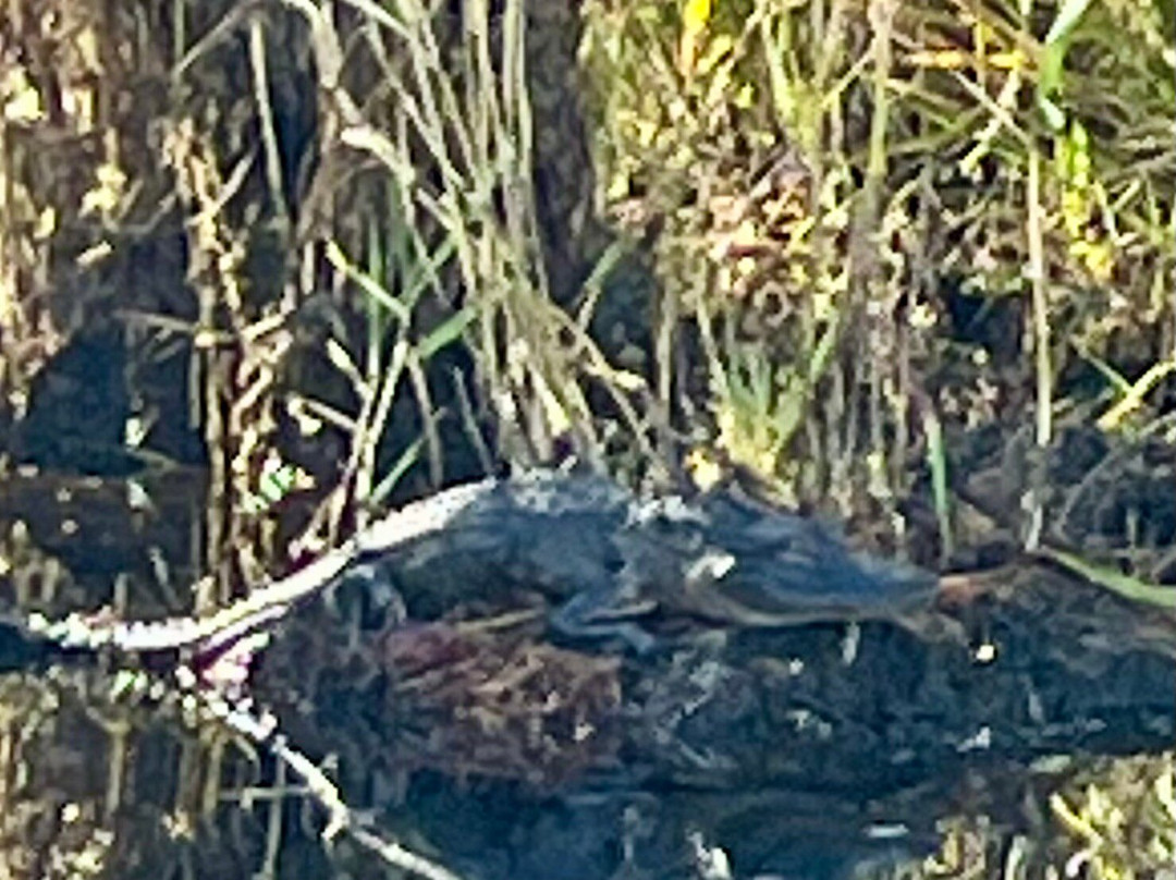 Okefenokee Adventures-Folkston必去景点