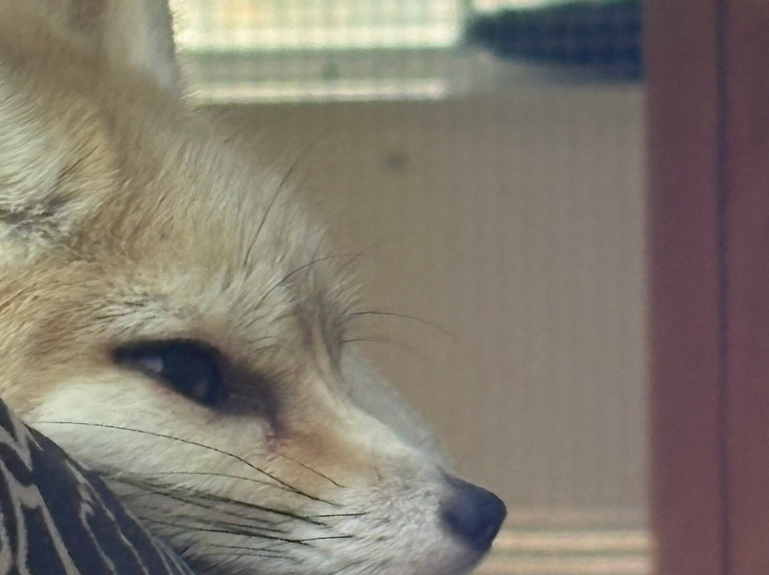 Animal Park NC-伯灵顿必去景点