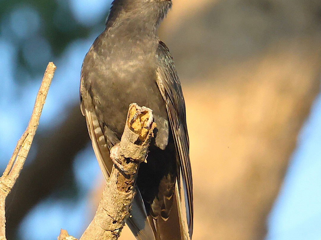 Kumbali Country Lodge主图