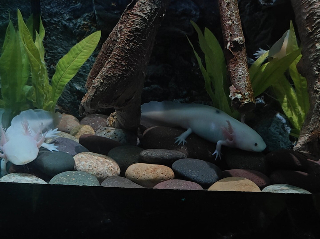 Acuario Michin Guadalajara-瓜达拉哈拉必去景点