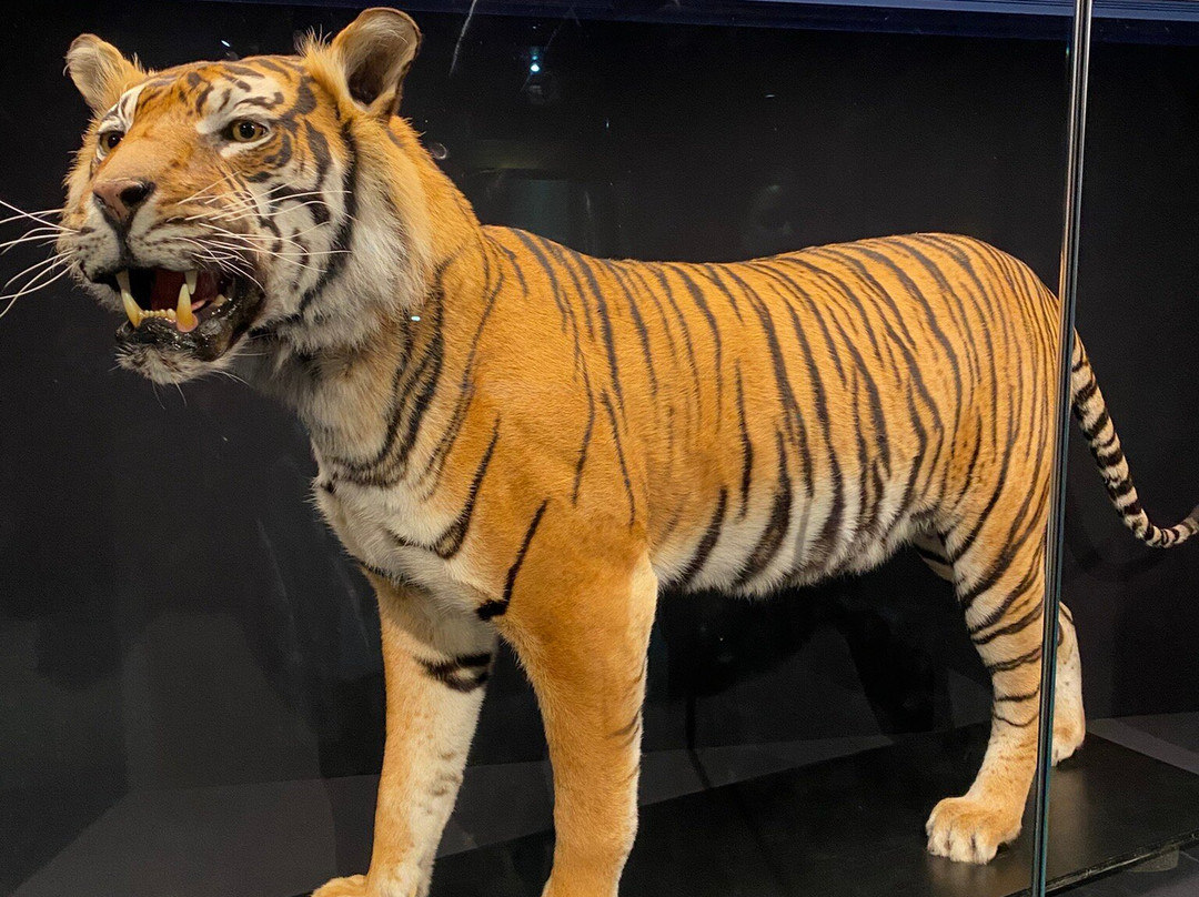 National Museum Cardiff-卡迪夫必去景点