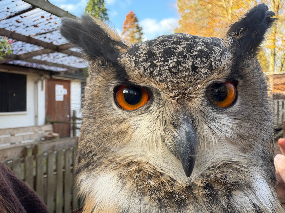 World of Owls-Randalstown必去景点