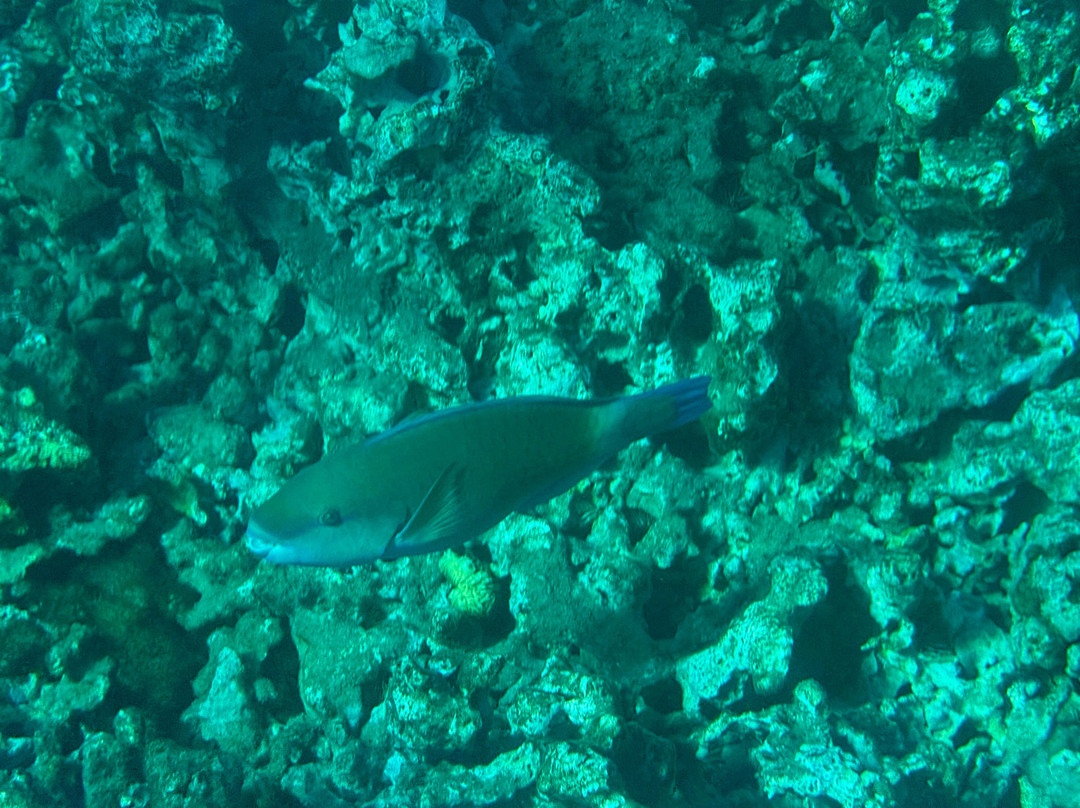 Maui Snorkeling-玛阿拉也亚必去景点