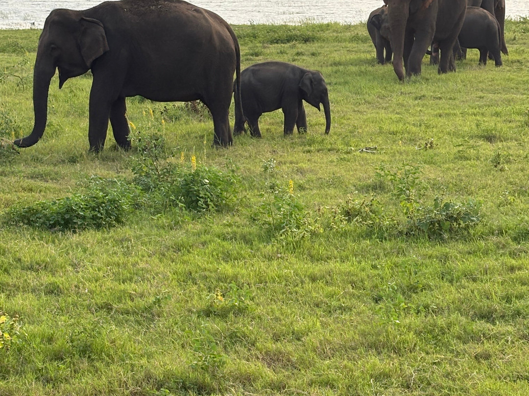 Ceylon Green Vibes-瓦勒迦玛必去景点