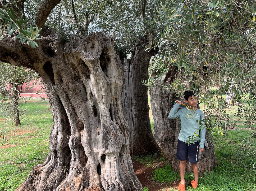 Eumelia Organic Agrotourism Farm主图