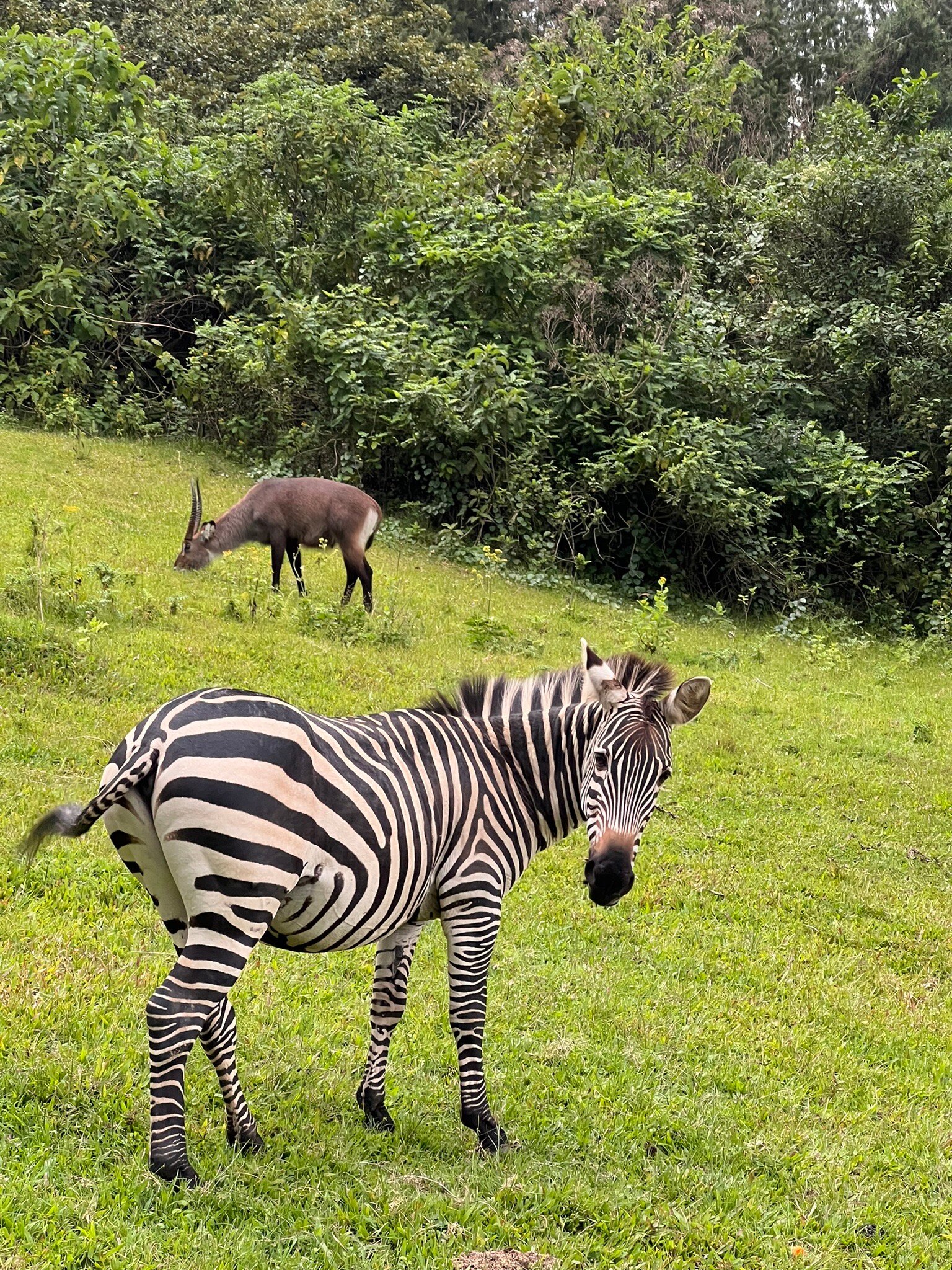 Lake Bunyonyi Eco Resort-官方