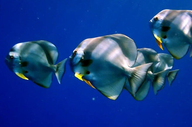 Equinoxe Ecole Seychelloise de Plongee-博瓦隆必去景点