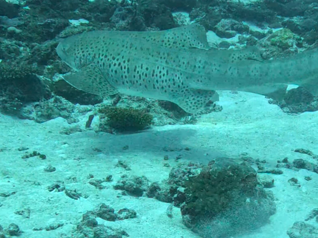 Euro-Divers Club Med Finolhu Villas-马累必去景点