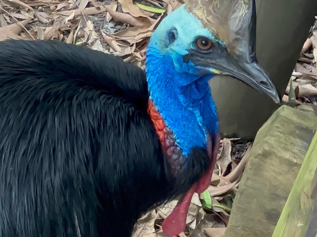 David Fleay Wildlife Park-West Burleigh必去景点