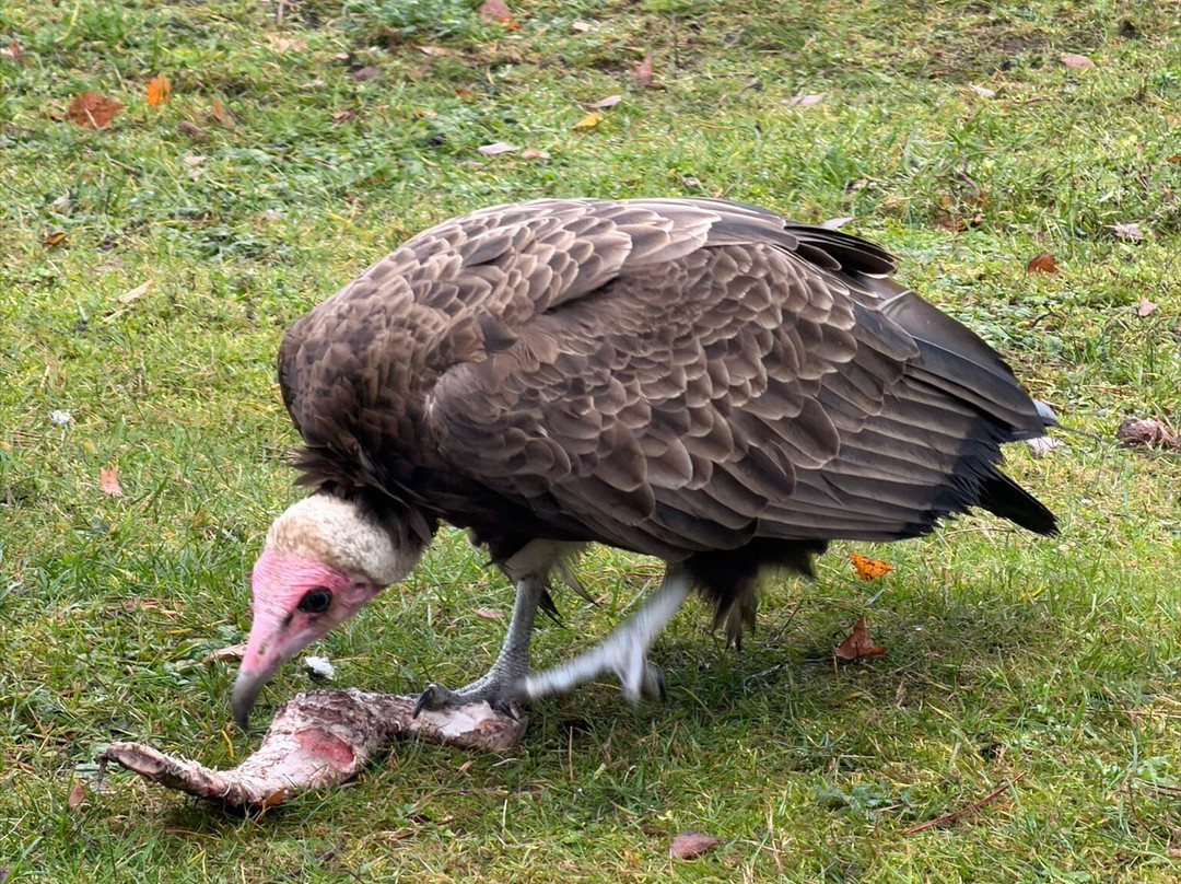 Beekse Bergen Safari Park-希尔法伦贝克必去景点