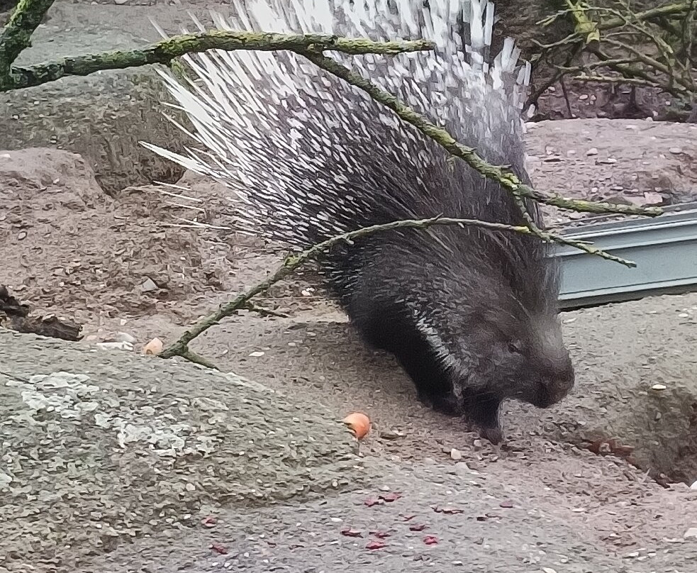 Zoo Basel-巴塞尔必去景点