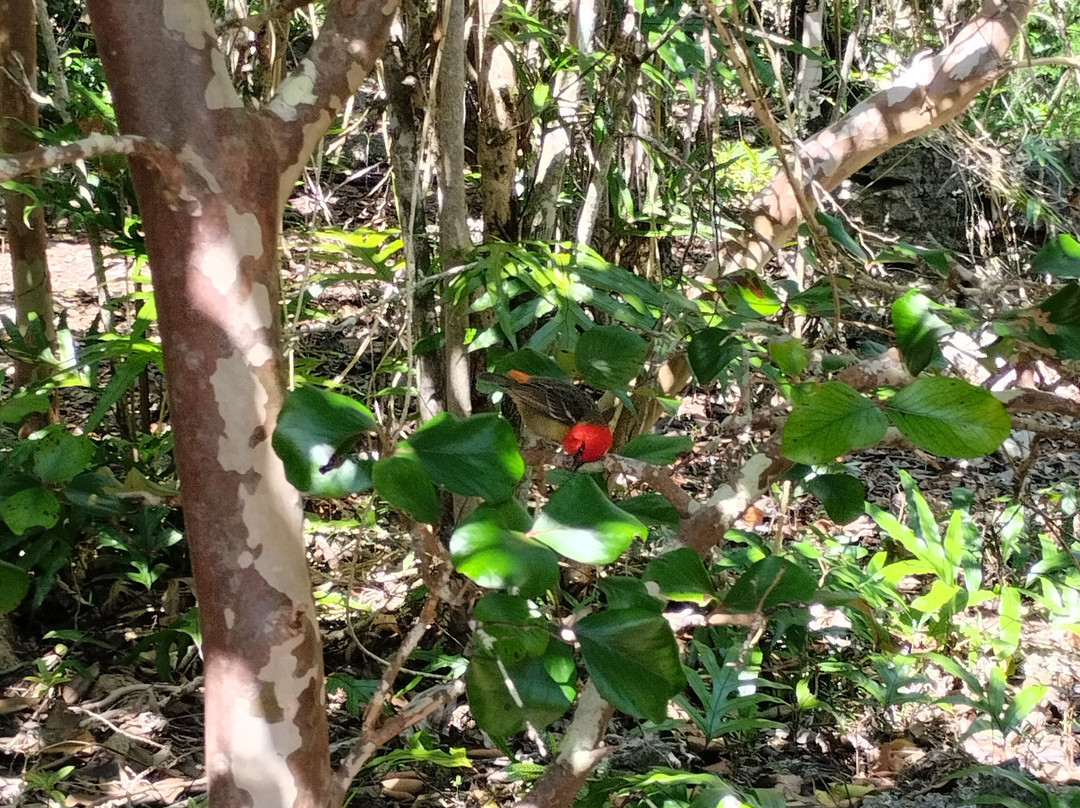 Mauritian Wildlife Foundation (MWF)-Vacoas必去景点