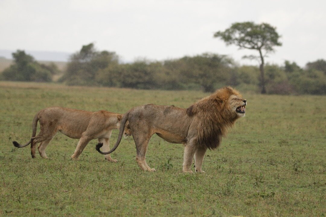 Regal African Safaris-Usa River必去景点