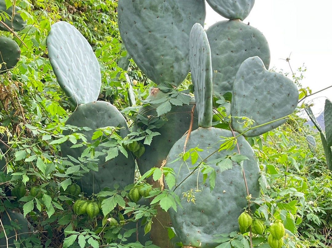 加拉霍埃国家公园-La Gomera必去景点