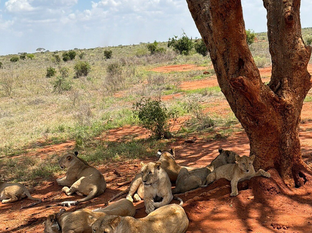 Discovery Kenya con Fragola-瓦塔木必去景点