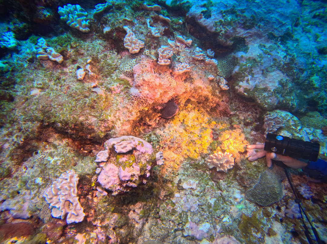 Scuba World Diving Mauritius-马喜埔必去景点