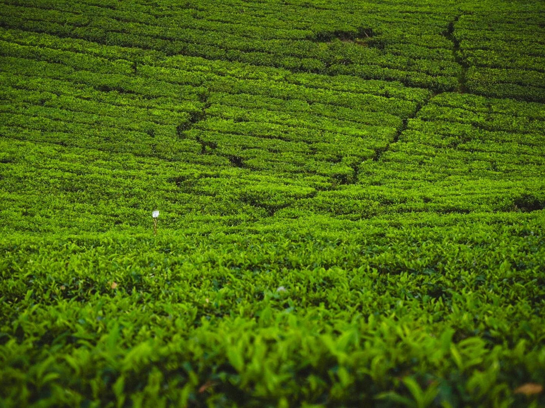 Munnar Trekking Adventure-慕那尔必去景点
