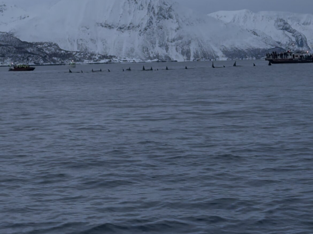 Lofoten Opplevelser-霍宁斯沃格必去景点