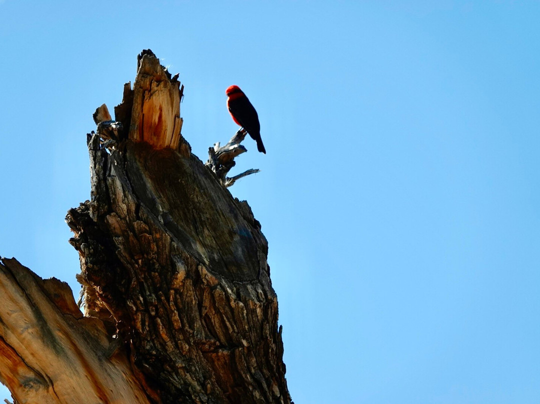 Crickethead Inn Bed and Breakfast主图